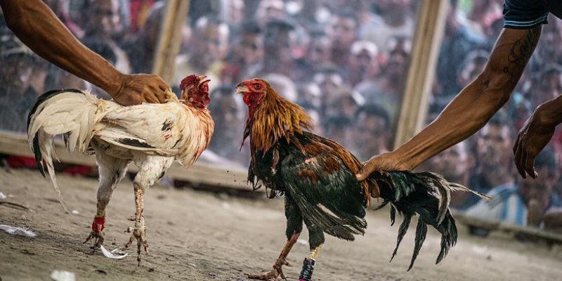 Giới thiệu khái quát về giải đá gà C1